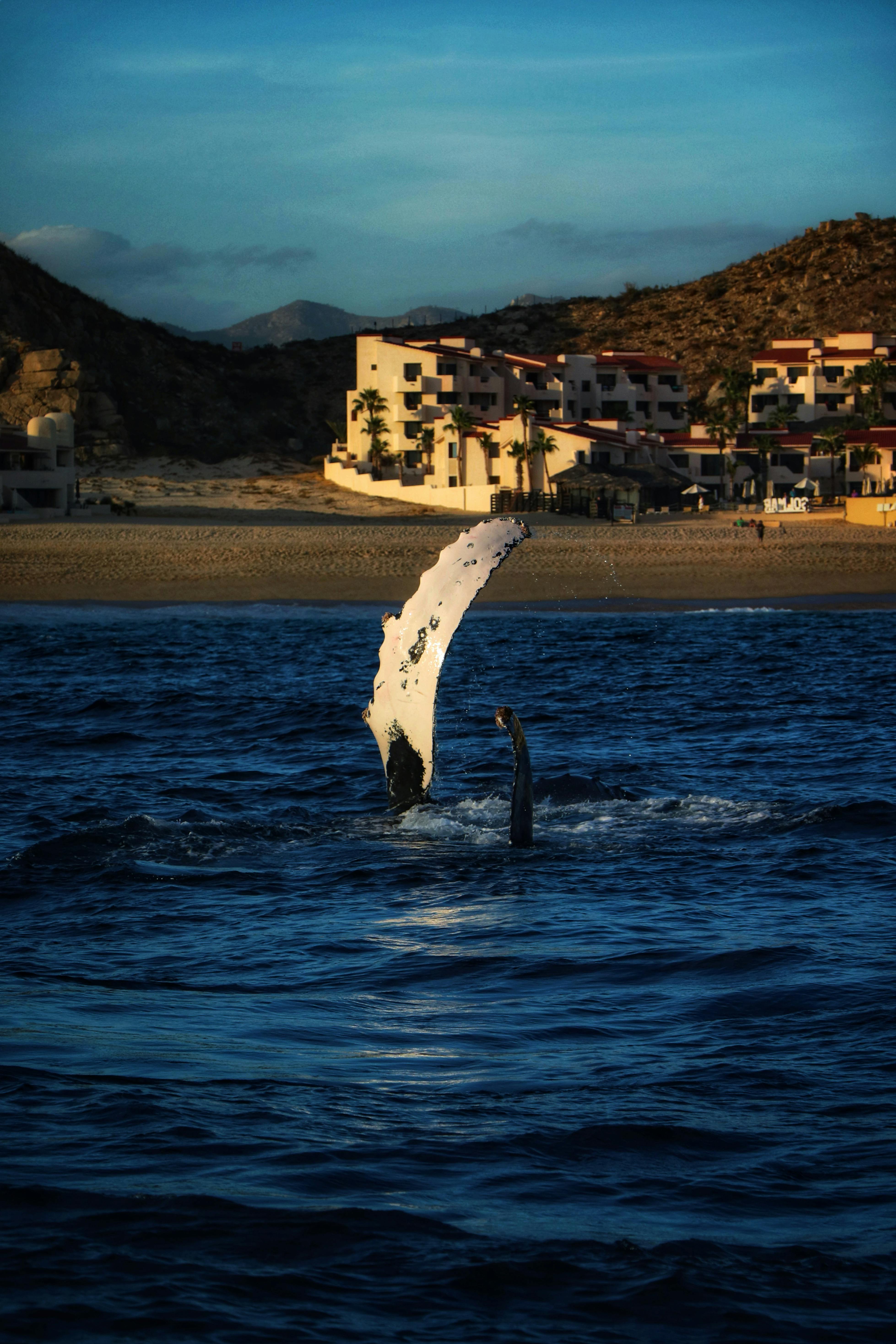 Whale Watching (In Season)